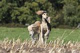 SALUKI 056